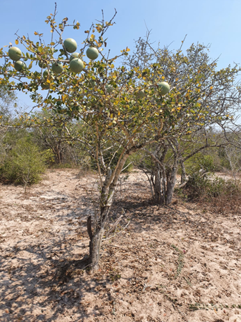 Strychnos-madagascariensis-uMKwakwa